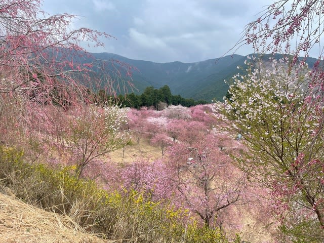 寒い春、高見の郷のしだれ桜は…