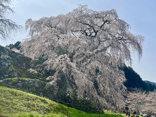 宇陀本郷の又兵衛桜🌸