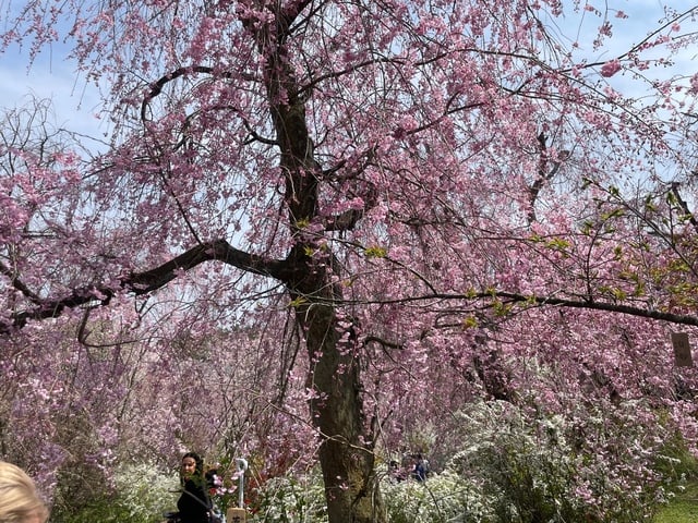 百花繚乱の原谷苑