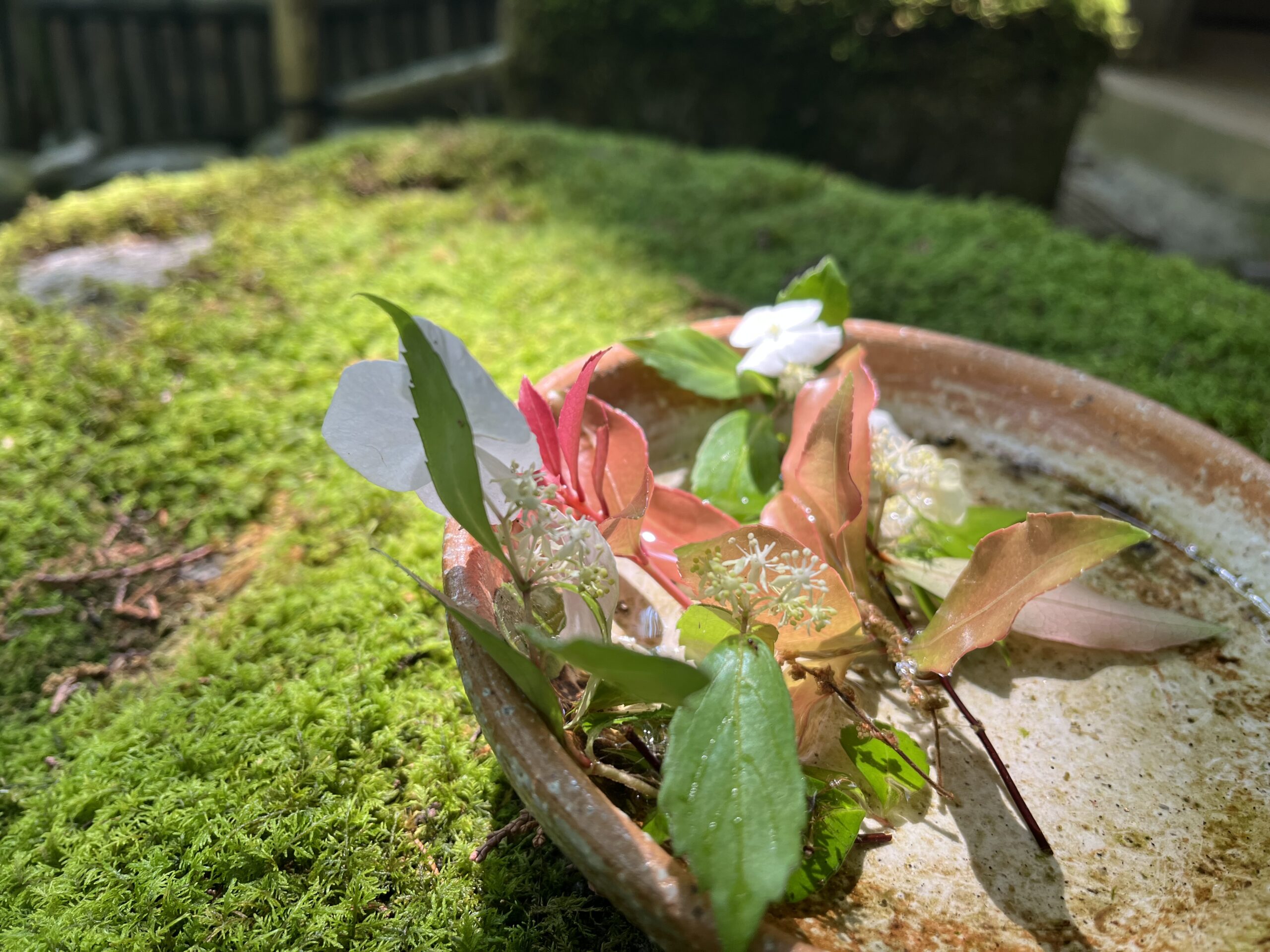 芦津渓谷セラピーウォークと、大江の郷ヴィレッジ
