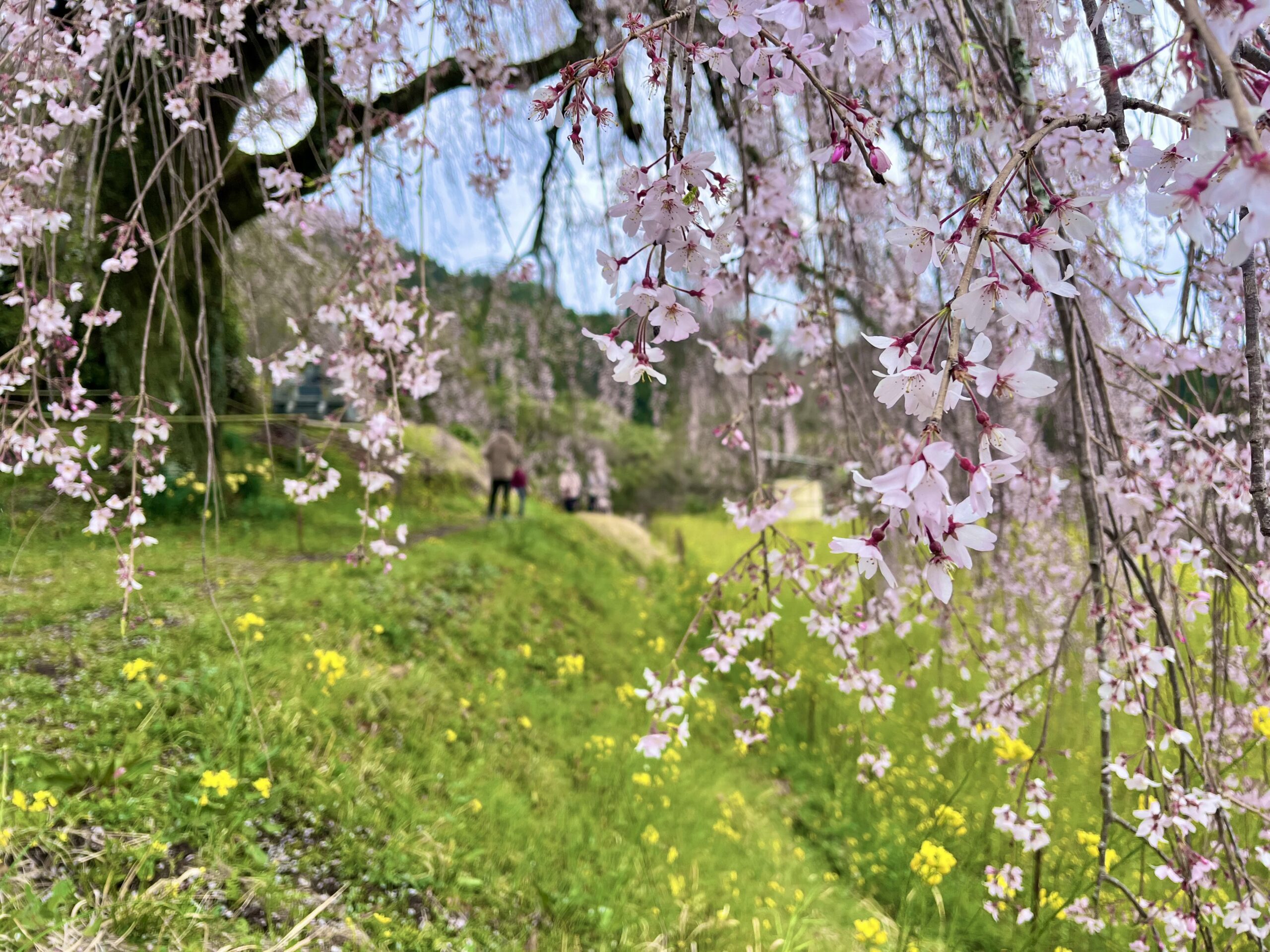 豊後の国、桜らんまん