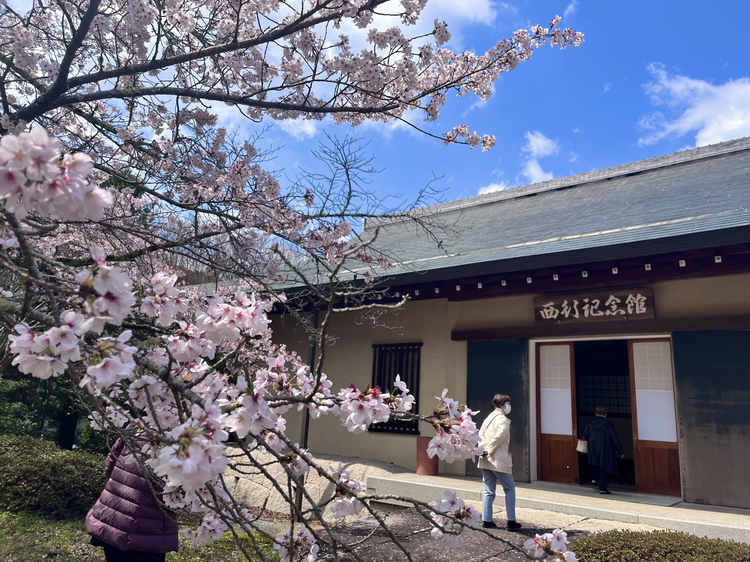 西行終焉の地、弘川寺の桜霞