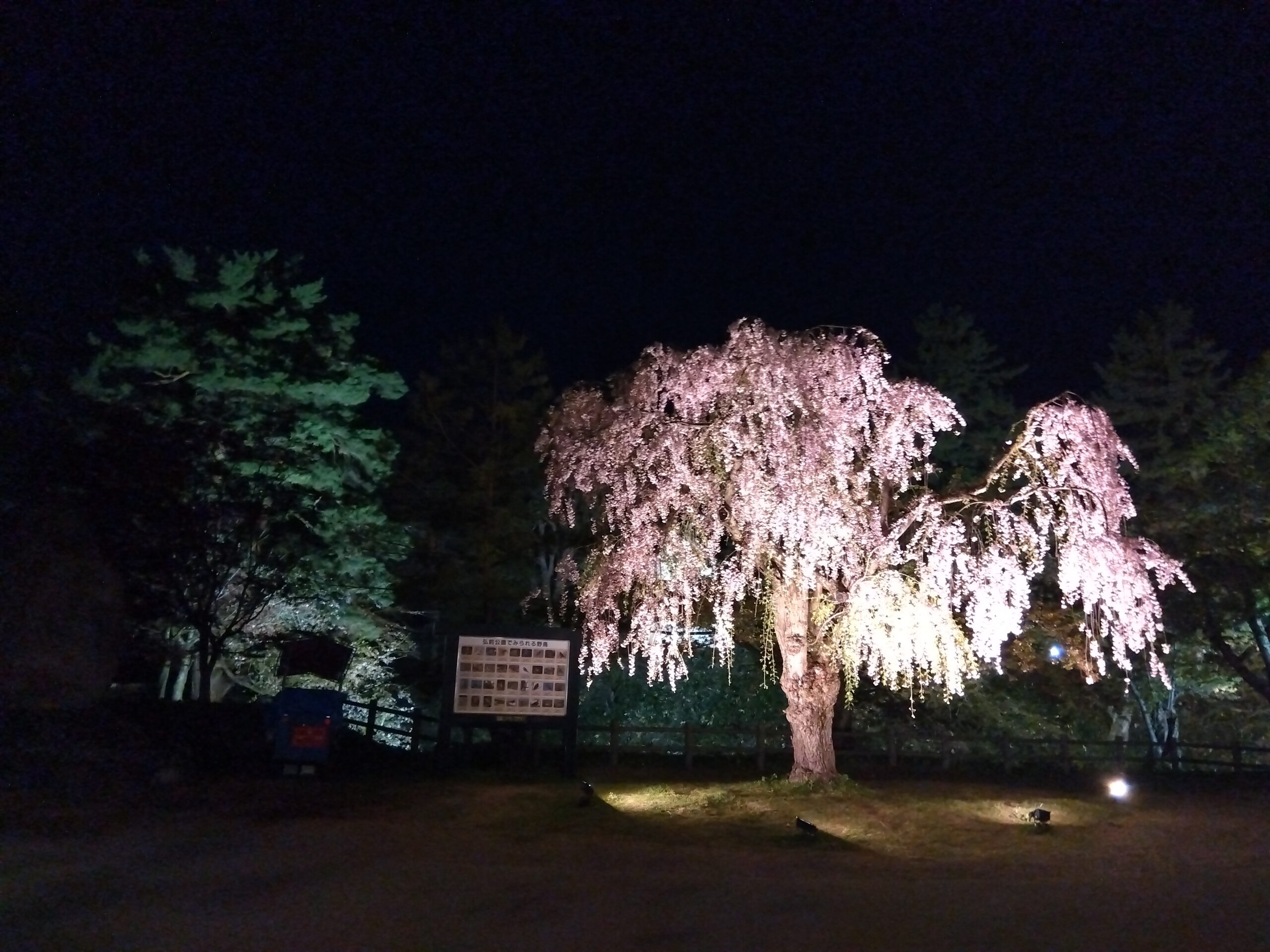 弘前の桜と函館・五稜郭の桜